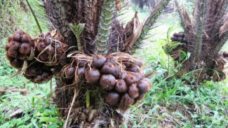 Salak Gula Pasir, Si Manis Premium dari Bali