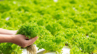 5 Tanaman Hidroponik yang Cocok untuk Pemula