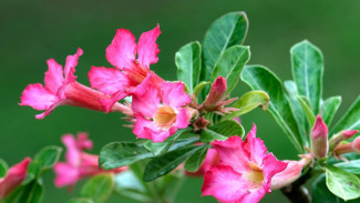 Photo Mini 6