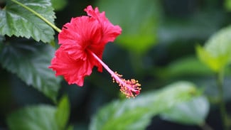 Photo Mini 5