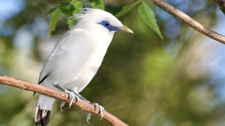 Pesona Burung Jalak Bali yang Membuatnya Begitu Istimewa