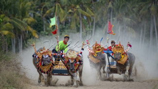 Keunikan Mekepung, Tradisi Unik Balap Kerbau dari Bali