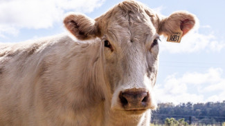 Tidak Semua Hewan Qurban Sah Dijadikan Qurban, Waspadai 5 Kondisi Ini!
