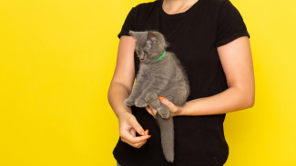 Cara Menghilangkan Bulu Kucing di Sofa dan Baju dengan Mudah