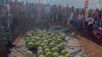 Kelola Kebun 1 Hektar, TNI Panen Raya 4 Ton Semangka di Kongo