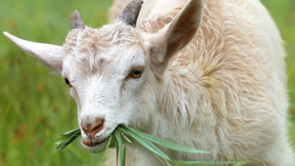 Ini Alasan Kenapa Daging Kambing Bau Prengus