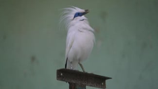 Photo Mini 2