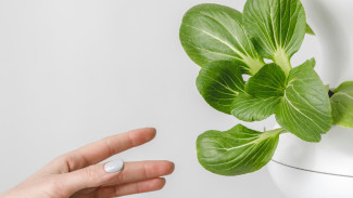 Bikin di Rumah Aja! Kebun Hidroponik Mini Ini Bisa Bikin Dapur Hemat Puluhan Ribu