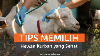 7 Tips Memilih Hewan Qurban yang Baik dan Sesuai Syariat