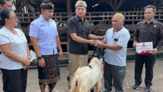 Bupati Jembrana Menyerahkan 34 Ekor Hewan Kurban dan Satu Ekor Sapi Bantuan Presiden Prabowo Subianto