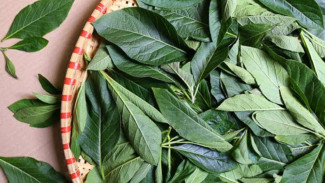 Obat Tradisional Ini Mampu Menurunkan Demam! Cek Manfaat Lainnya Sekarang!