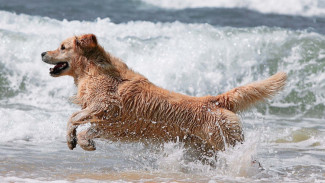 Inilah 7 Ras Anjing yang Sangat Suka Main Air, Ada yang Ramah Anak