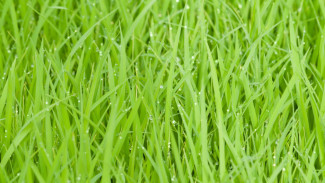 5 Bahan Alami Ini Ampuh Untuk Hempaskan Rumput Liar di Sekitar Rumah