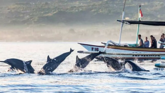 Menyambut Lumba – Lumba Saat Matahari Terbit di Pantai Lovina Bali