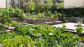 Mengapa Urban Gardening Jadi Tren di Kota-Kota Besar?