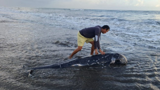 Akibat Kena Pancing, Lumba-lumba Risso Ditemukan Mati di Pantai Perancak