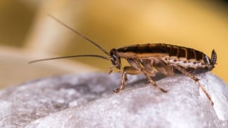 7 Cara Ampuh Usir Kecoa Dari Rumah