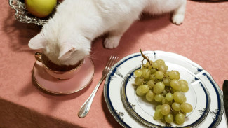 Manfaat Tingkah Lucu Kucing untuk Kesehatan Mental