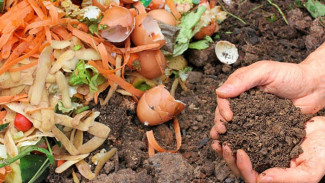Ternyata Begini Cara Pakai Kulit Telur untuk Berkebun