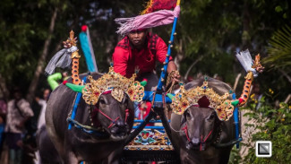Warisan Budaya Diantara Jejak Kerbau di Tanah Jembrana