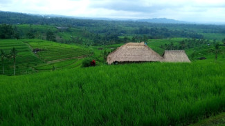 Kecerdasan Kuno di Balik Sawah Terasering Bali, Inilah Sistem Subak yang Diakui UNESCO