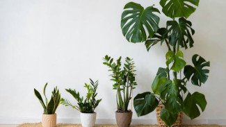 Sulap Rumah Jadi Estetik! Ini 7 Tanaman Hias Indoor Paling Mudah Dirawat