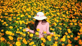 Padang Bunga di Desa Temukus Bali yang Membuat Wisatawan Terpukau