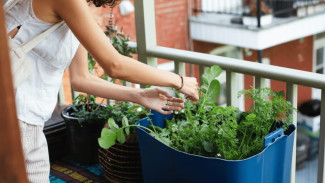 Berkebun di Teras, Urban Gardening yang Naik Daun