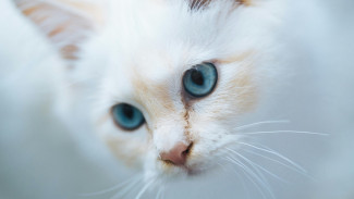 Jenis Ras Kucing Paling Fantastis, Ada yang Seharga DP Rumah !