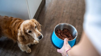 Bolehkah Anjing Diberi Makanan Kucing?