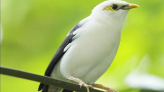 Pesona Jalak Bali dan Ancaman Nyatanya