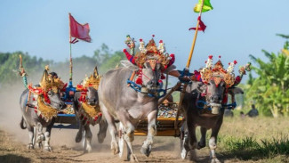 Warisan Budaya Petani yang Menggaung Lewat Tradisi Sampi Gerumbungan
