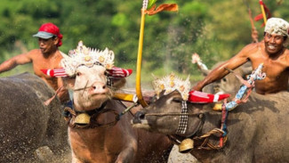 Makepung Bali, Serunya Balap Kerbau di Tanah Dewata yang Penuh Tradisi