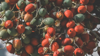 Jarang Disadari, Ini 3 Khasiat Tersembunyi Buah Pinang untuk Kesehatan Tubuh