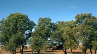 Kayu Ini Lebih Keras dari Baja! Tapi Apa Bisa Kalahkan Ulin dan Jati?