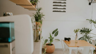 Bukan Sekadar Cantik! 6 Tanaman Hias Ini Jago Bersihin Udara di Rumah