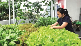 Urban Farming Bali, Cara Berkebun Hidroponik di Balkon Apartemen