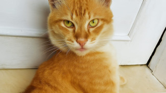 Kenalan Sama Si Oyen, Kucing dengan Julukan Preman Kampung !