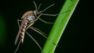 Sering Digigit Nyamuk ? Mungkin Kamu Tipe Idaman Mereka