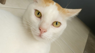 12 Fakta Unik Kucing Putih, Si Polos yang Super Gemas