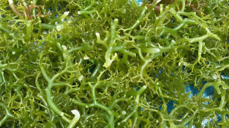 Rumput Laut Lembongan, Tradisi yang Terus Mengakar di Tengah Tantangan Zaman