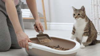 Toksoplasmosis Bisa Menular dari Kucing? Ini Fakta Medisnya