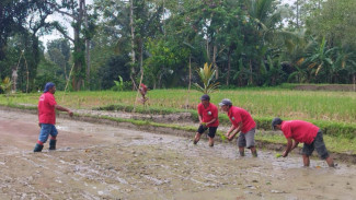Dari Sawah Organik, Petani Kedisan Mandiri Angkat Pendapatan Desa Hingga Rp600 Juta Per Bulan