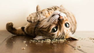 Catnip Si 'Rumput Kucing', Kok Bisa Bikin Kucing Guling-Guling ?