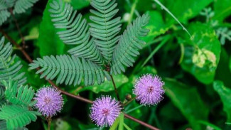 Rahasia Unik Putri Malu, Si Pemalu yang Mengatup Saat Disentuh