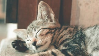 Kenapa Kucing Semakin Populer dan Jadi Bagian dari Gaya Hidup Milenial