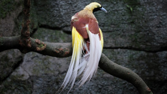 Burung Cendrawasih Papua Dijuluki Titisan Surga, Ini Rahasia Keajaiban Bulunya!