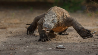 Gigi Komodo Ternyata Dilapisi Besi, Peneliti Baru Temukan Rahasia Mengerikan Ini!