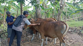 Cegah Penyebaran PMK,  Petugas Keswan Gencarkan Vaksinasi