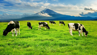 4 Alternatif Susu Sapi yang Sehat & Cocok untuk Berbagai Kebutuhan